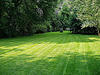 great-lawn-no diseases
